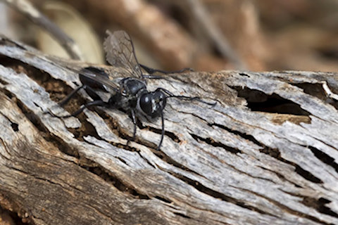 Spider Wasp (zb) (Pompilidae sp)
